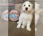 Small Photo #2 Portuguese Water Dog Puppy For Sale in SWARTZ CREEK, MI, USA