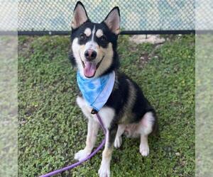 Huskies -Unknown Mix Dogs for adoption in San Antonio, TX, USA