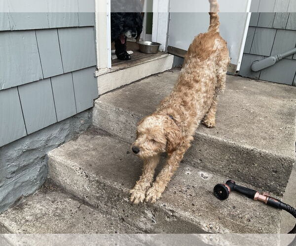 Medium Photo #4 Goldendoodle (Miniature) Puppy For Sale in Brooklyn Center, MN, USA