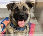Small German Shepherd Dog Mix