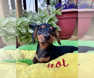Dachshund Dogs for adoption in Sioux Falls, SD, USA