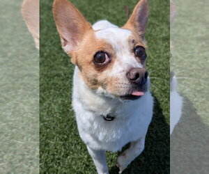 Rocky - Male Jack Chi Dog for Adoption - Photo #3