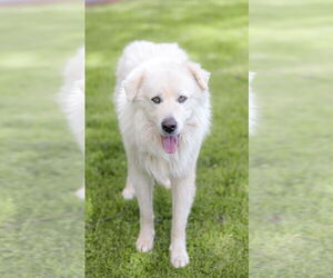 Great Pyrenees Dogs for adoption in Greenville, SC, USA