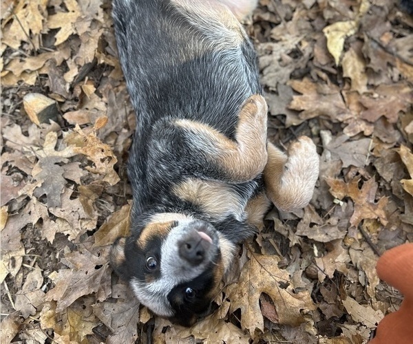 Medium Photo #1 Australian Cattle Dog Puppy For Sale in OREGON HOUSE, CA, USA