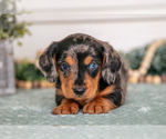 Small #1 Dachshund