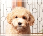 Small #2 Maltipoo (Miniature)
