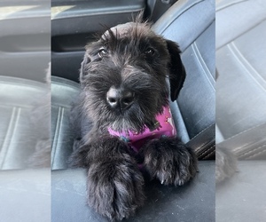 Schnauzer (Giant) Puppy for sale in CHARLOTTE, NC, USA
