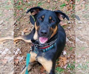 German Shepherd Dog-Unknown Mix Dogs for adoption in Mt. Airy, MD, USA