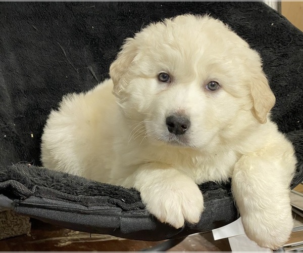 Medium Photo #2 Great Pyrenees Puppy For Sale in CANOGA, NY, USA