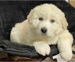 Small #1 Great Pyrenees