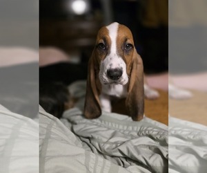 Basset Hound Puppy for sale in SANFORD, NC, USA
