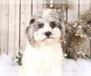 Shih Tzu Puppy for sale in MOUNT VERNON, OH, USA