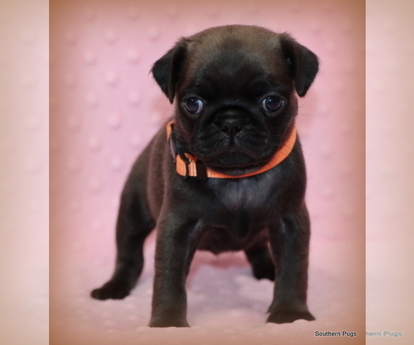 Medium Photo #23 Pug Puppy For Sale in WINNSBORO, TX, USA