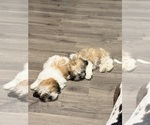 Small Photo #6 Shih Tzu Puppy For Sale in ALBUQUERQUE, NM, USA
