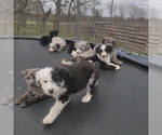 Small Photo #5 Aussiedoodle Puppy For Sale in COUCH, MO, USA