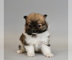 Small Photo #2 Pomeranian Puppy For Sale in WARSAW, IN, USA