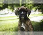 Small #9 Boxer