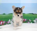 Small Photo #7 Pembroke Welsh Corgi Puppy For Sale in CHICAGO, IL, USA