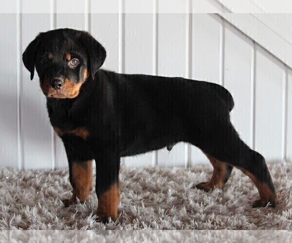 Medium Photo #8 Rottweiler Puppy For Sale in FREDERICKSBURG, OH, USA