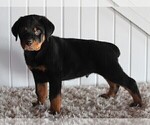 Small Photo #8 Rottweiler Puppy For Sale in FREDERICKSBURG, OH, USA