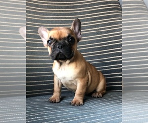 French Bulldog Puppy for sale in SEATTLE, WA, USA