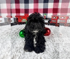 YorkiePoo Puppy for sale in GREENWOOD, IN, USA
