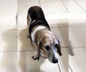 PETUNIA - Female Basset Hound Dog for Adoption - Photo #3