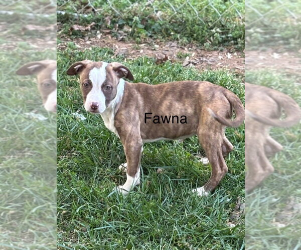 Medium Photo #5 Mutt Puppy For Sale in Mooresville, NC, USA