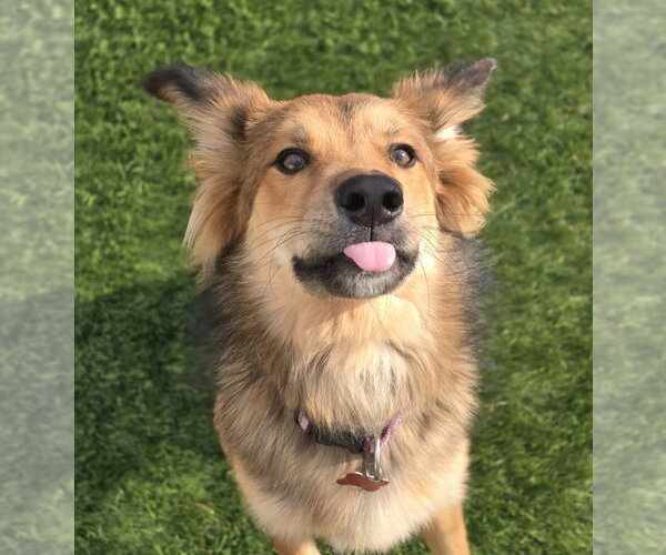 Medium Photo #4 Shollie Puppy For Sale in Lakewood, CO, USA