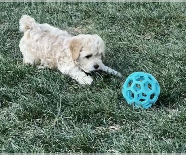 Medium Photo #18 Cockapoo (Miniature) Puppy For Sale in GREENTOWN, IN, USA