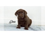 Small Photo #7 Labrador Retriever Puppy For Sale in CLARE, MI, USA