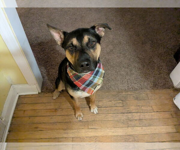 Medium Photo #2 Rottweiler-Siberian Husky Mix Puppy For Sale in Rootstown, OH, USA