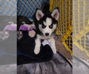 Alusky Puppy for sale in CITRUS HEIGHTS, CA, USA