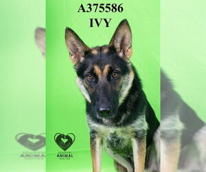 German Shepherd Dog Dogs for adoption in Stockton, CA, USA