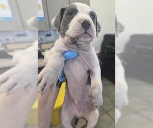 American Pit Bull Terrier-Unknown Mix Dogs for adoption in San Antonio, TX, USA