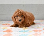 Small #3 Poodle (Miniature)