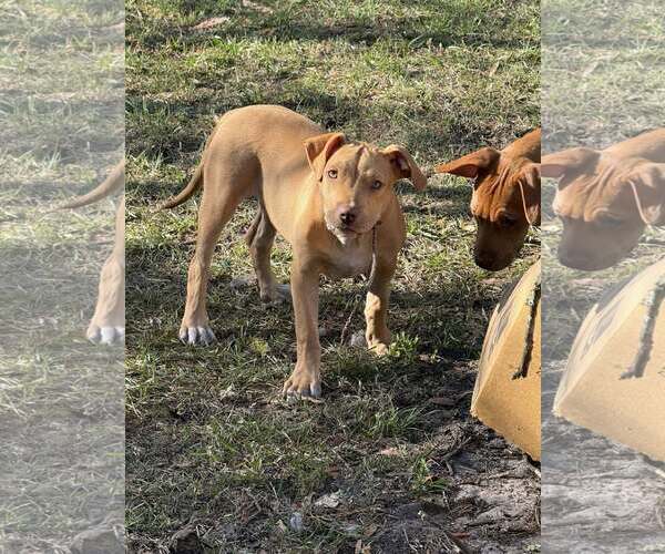 Medium Photo #1 Mutt Puppy For Sale in  Gainesville, FL, USA