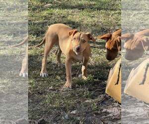 Mutt Dogs for adoption in  Gainesville, FL, USA