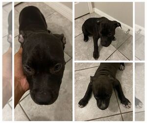 American Pit Bull Terrier Puppy for sale in RIVERVIEW, FL, USA