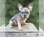 Small #2 French Bulldog