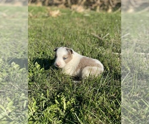 Border-Aussie Puppy for sale in NEWVILLE, PA, USA
