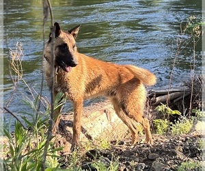 Father of the Belgian Malinois puppies born on 05/25/2023