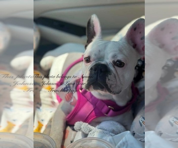 Medium Photo #1 French Bulldog Puppy For Sale in PRINCETON, WV, USA