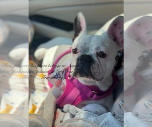 Mother of the French Bulldog puppies born on 07/10/2026
