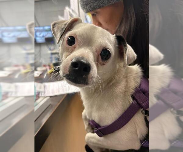 Medium Photo #1 Chihuahua-Unknown Mix Puppy For Sale in Stockton, CA, USA