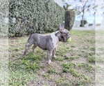 Small French Bulldog