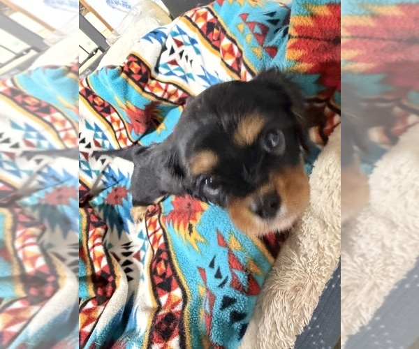 Medium Photo #3 Cavalier King Charles Spaniel Puppy For Sale in DEWITT, MI, USA