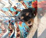 Small Photo #18 Cavalier King Charles Spaniel Puppy For Sale in DEWITT, MI, USA