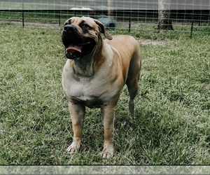 Mother of the Boerboel puppies born on 10/14/2022