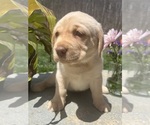 Small #1 Labrador Retriever